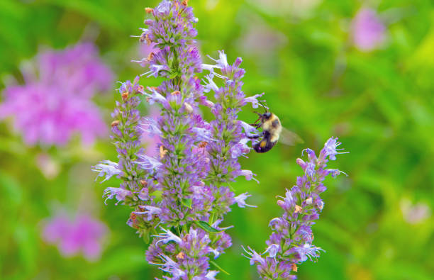 Honey Bee with wild lavender flower-Howard County, Indiana