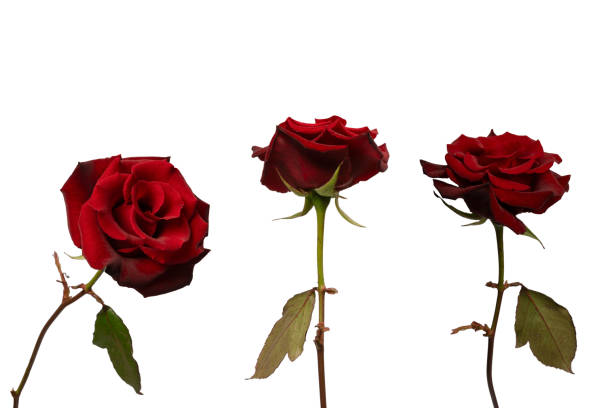 istock Beautiful red rose isolated on white background. 2206107546