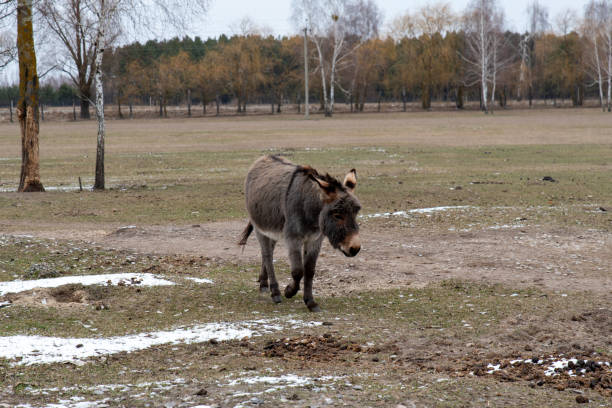 Close up of a pet donkey
