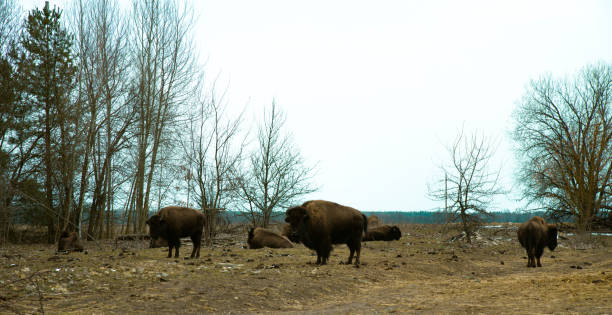 Bison crossing highway through wildfire haze