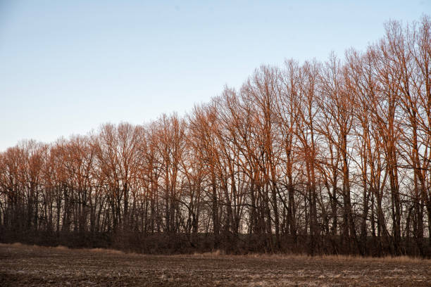 istock Maple trees without leaves stand in a row in winter against the sky 2206109195