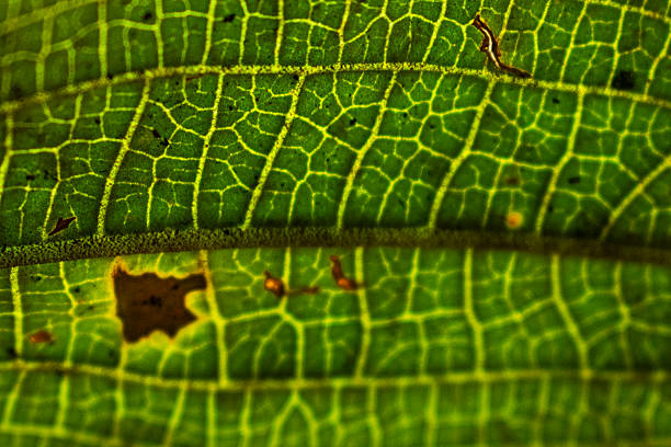 Macro photograph of a green leaf emphasizing cellular detail in its vein network, highlighting natural beauty and intricate patterns seen in botany.