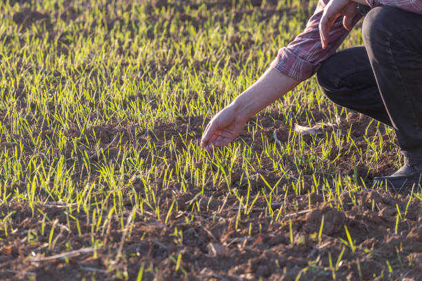 istock Growing wheat agricultural field 2206111293