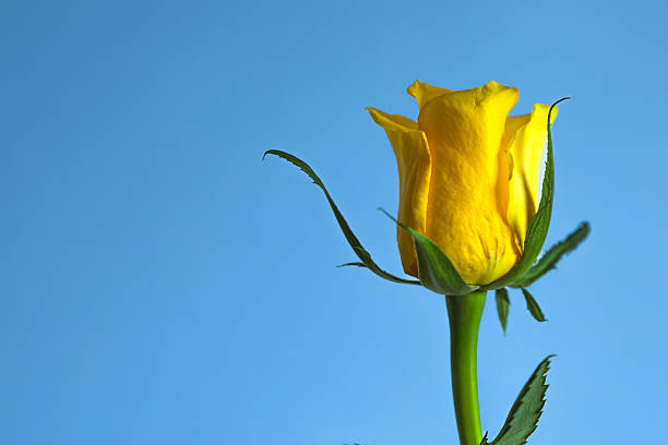 istock Beautiful, delicate, magnificent, unblown yellow rose on a blue background. 2206111380
