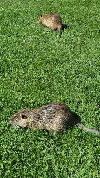 Nutrias on the green meadow