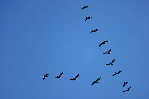 Flock of the double-crested cormorant (Nannopterum auritum) .