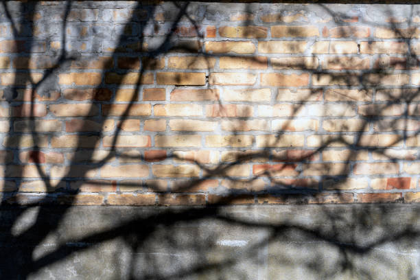 istock Shadows of branches cast on a textured brick wall in natural sunlight during a clear daytime 2206113082
