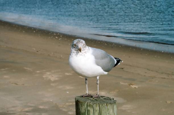 Sea gull  on beach with shallow Caribbean Sea at sunset,  Holbox Isle, Mexico