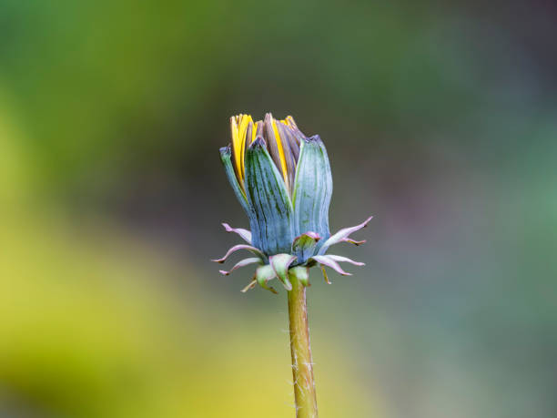 Close-up of flower buds on fruit trees in early spring. Focus stacking photography technique with fifteen photographs