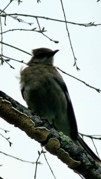 istock Downy Woodpeckers and Mickingbird 2206120349