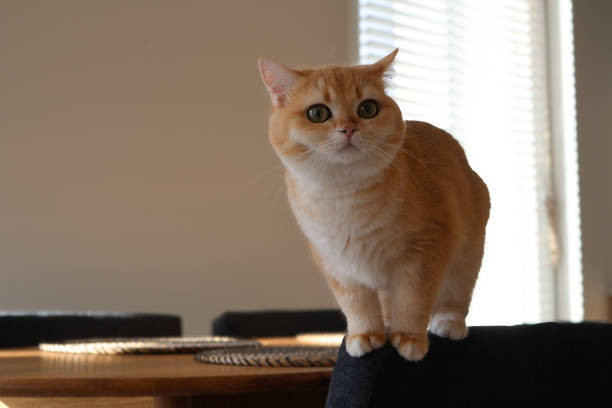 istock British shorthair cat portrait 2206121519