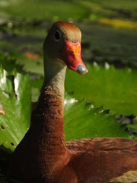 istock Black-bellied Whistling-duck 2206123343