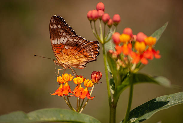 istock Butterfly sitting on a flower 2206126029
