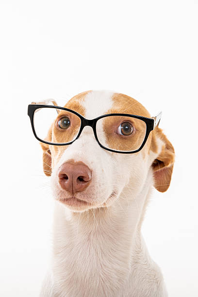 istock Cute dog on a white background 2206126051