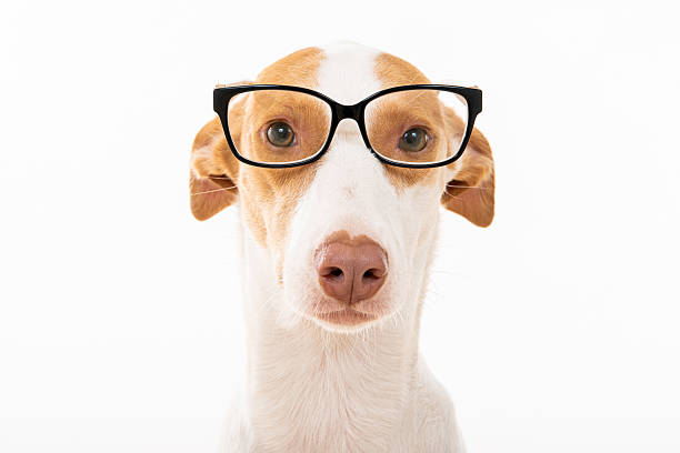 istock Cute white dog on a white background 2206126099