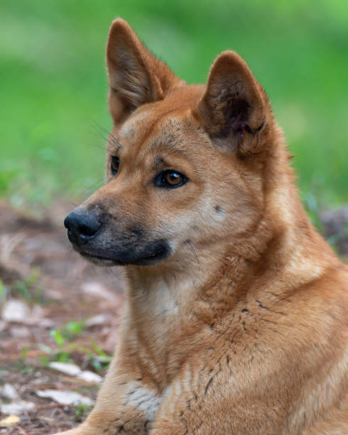 istock A young Australian male dingo 2206126170