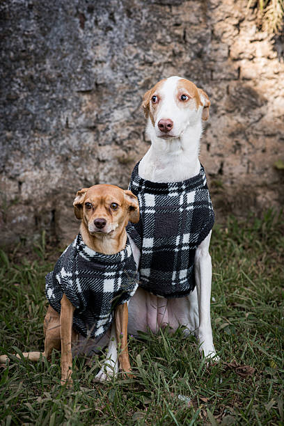 istock Cute dogs wearing cute clothes 2206129212