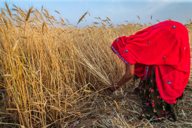 istock Indian woman cutting a wheat, India. 2206129530