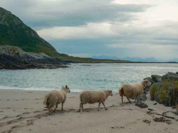 Serene view of  sheep on pasture near the beach in Norway in summer. Immense quality of details on medium format camera