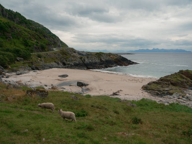 istock Cute sheep on pasture near the beach in Norway 2206129668
