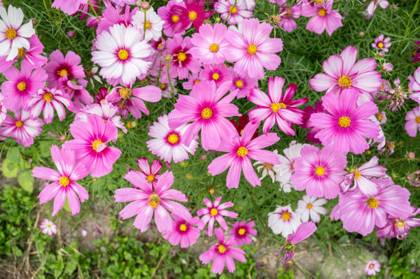 istock Cosmos flowers blooming in the nature. 2206136437