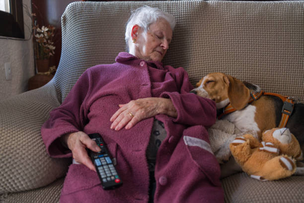 istock Elderly woman napping with her beagle dog on the sofa 2206137784