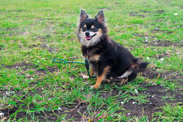 A small dog runs and plays on the grass.