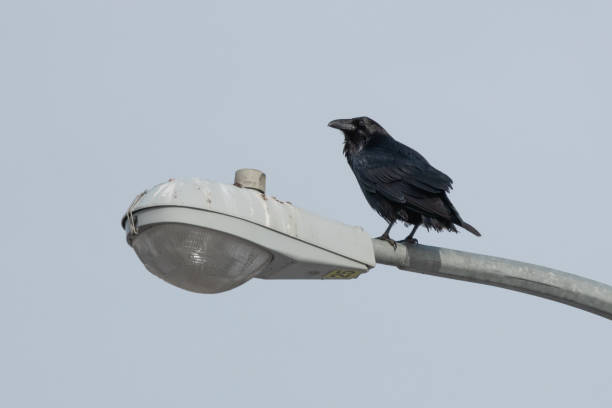 istock Black Crow Perched on a Lamp Post Against a Clear Sky 2206139146