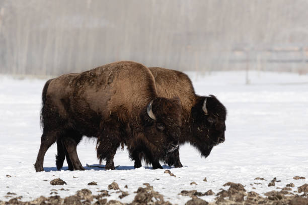 Wood Bison Pair Grazing in a Snowy Field During Winter