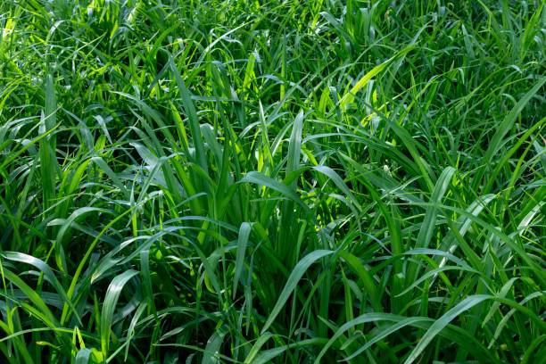 istock Long green grass waving in the wind texture background. 2206140643