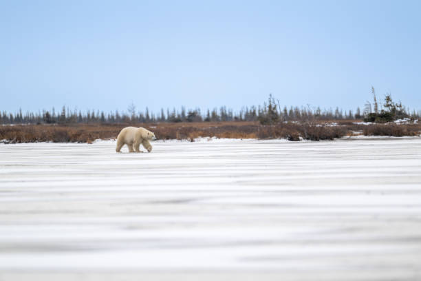 istock Polar bear walking on a frozen lake 2206141178