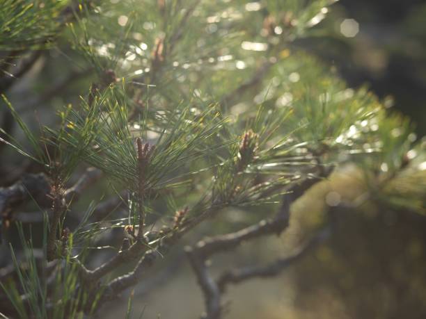 istock Japanese garden black pine 2206141602