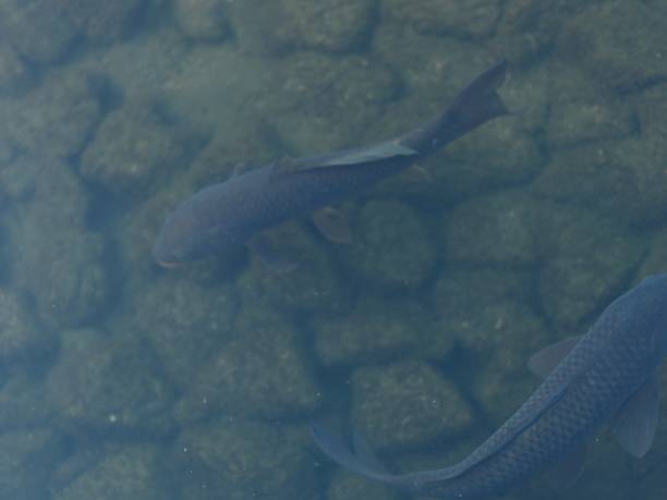 istock Carp in a pond in a Japanese garden 2206141657