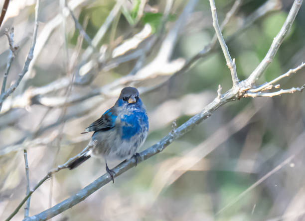 istock Male indigo bunting 2206145061