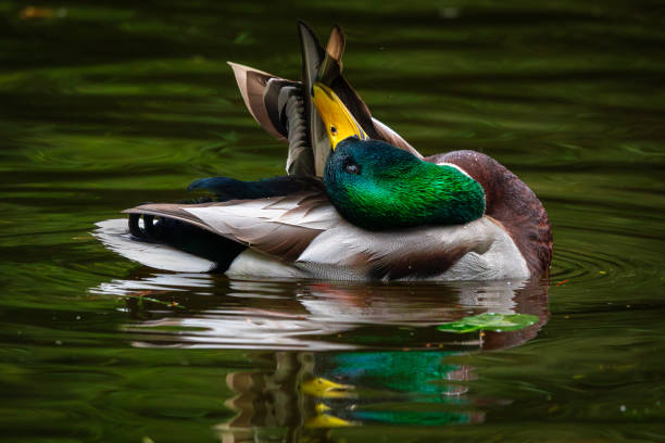 A Mallard duck in a pond at Beacon Hill Park.