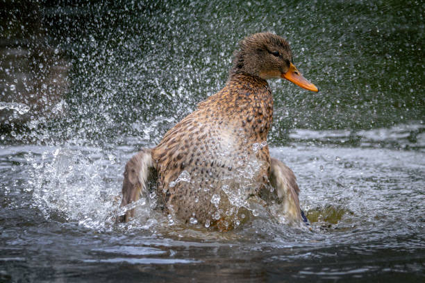 istock Mallard Duck In A Pond 2206146001
