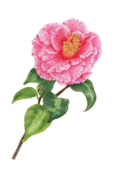 istock Hand Drawn Camellia flower 2206147222