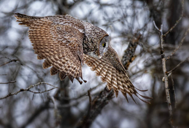 istock Great Grey Owl hunting, in flight. Dropping silently from tree tops. 2206149803