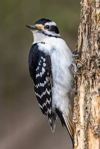 istock Downy Woodpecker, Minnesota 2206149910