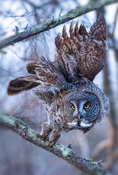 istock Great Grey Owl hunting, in flight. Dropping silently from tree tops. 2206149911