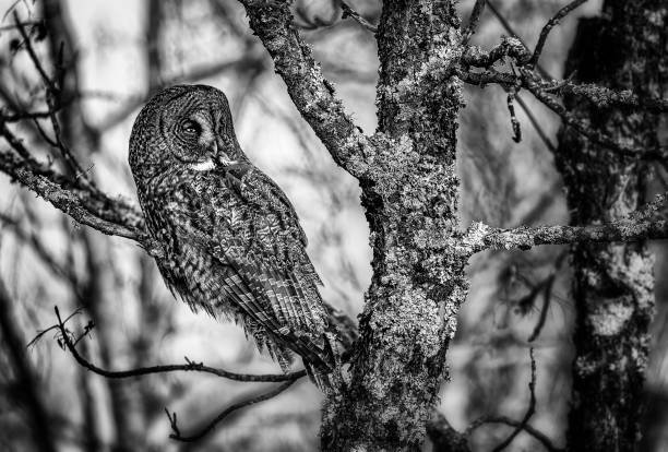 istock Great Grey Owl hunting from treetops. 2206149950