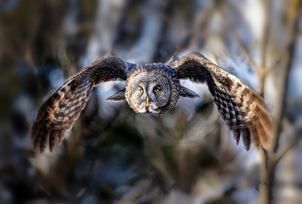 istock Great Grey Owl hunting, in flight. Dropping silently from tree tops. 2206149956