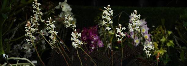 Jewel Orchid