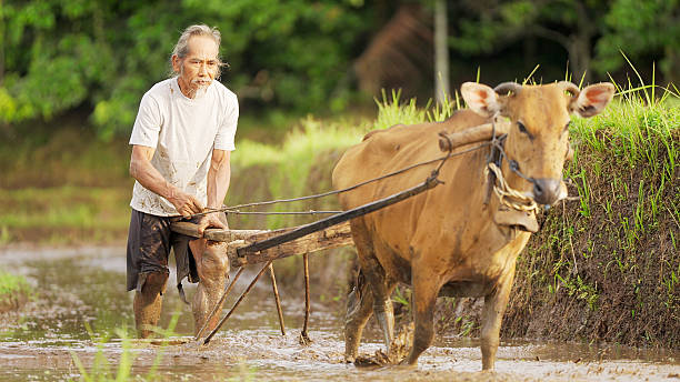 istock old asian rice farmer working on muddy paddy field with cow 2206150993