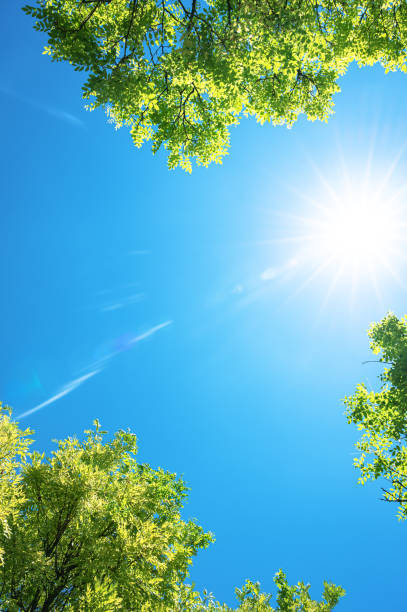istock Looking up at natural frame of treetops in springtime 2206151708