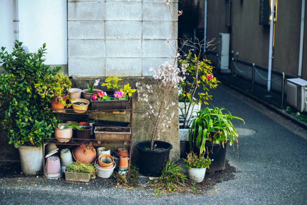 Gardening in Tokyo's slums