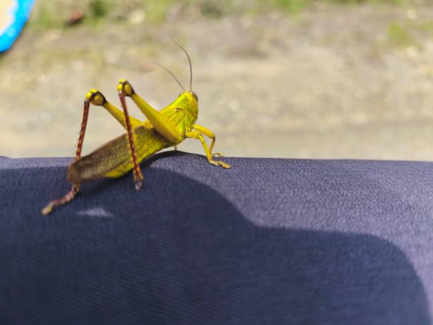 istock leaf grasshopper or valanga nigricornis 2206154037