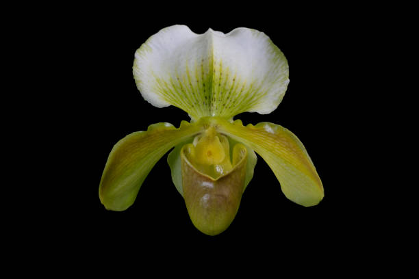 istock Orchid Paphiopedilum High Life 2206154040