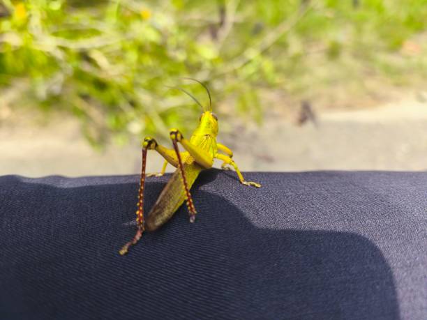istock leaf grasshopper or valanga nigricornis 2206154048