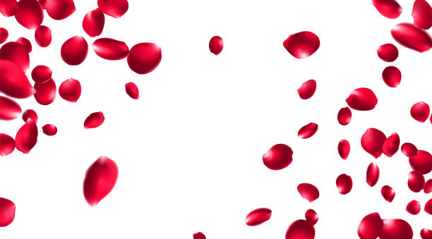 istock Rose petals or sakura flying petals, romantic background with realistic pink cherry flower petals flow or falling motion. Love, romance, floral spring season 2206154084